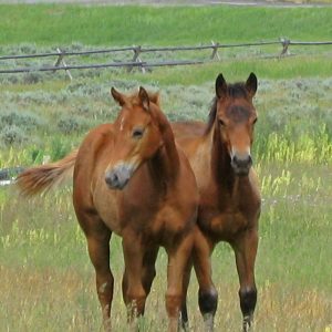 Elkhorn Ranch Horses