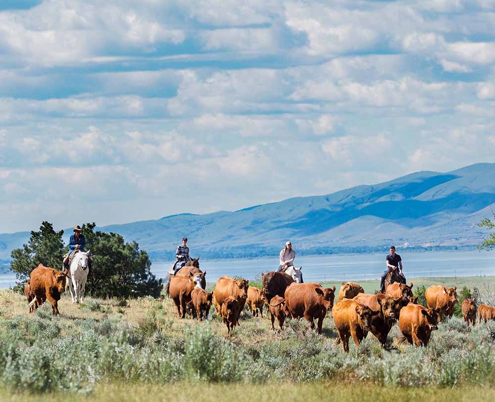 Hidden Hollow Hideaway Cattle Drive Near Bozeman Montana