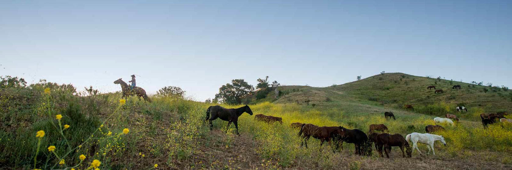 Horses grazing in a sunny field