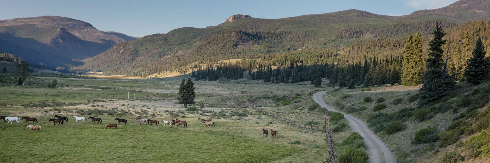 Horses in a field with mountains in the background