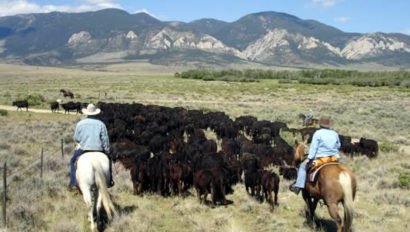 Lonesome Spur Cattle Drive