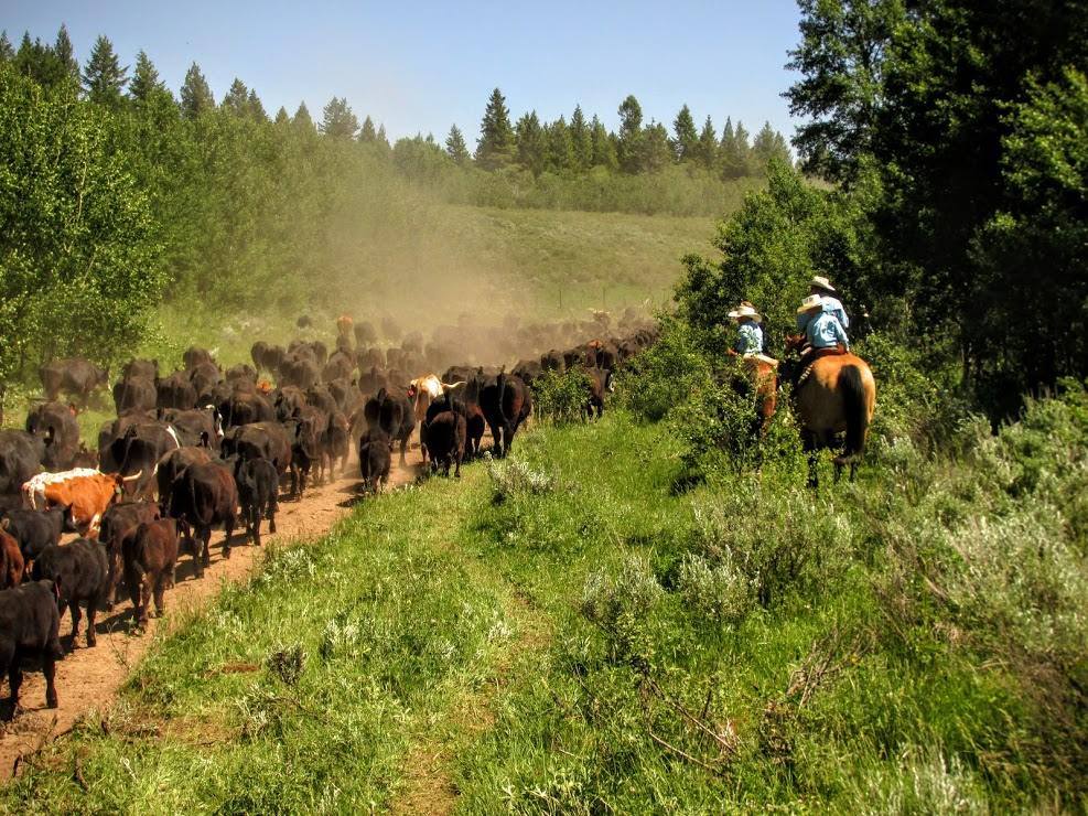 cattle walking on path