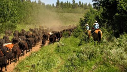 mcgarry ranches cattle drive