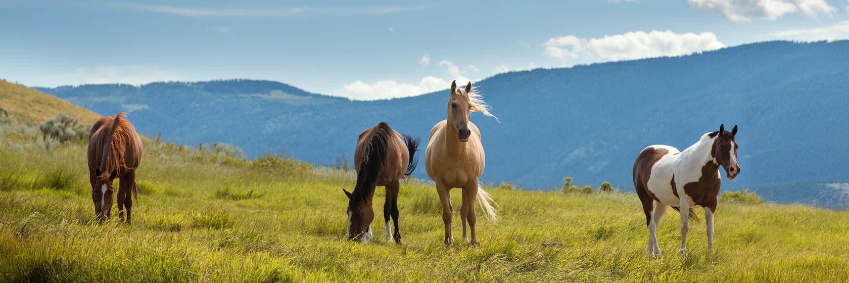 Retired horses grazing in a field