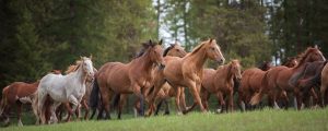 Three Bars Equine Photographer's Paradise