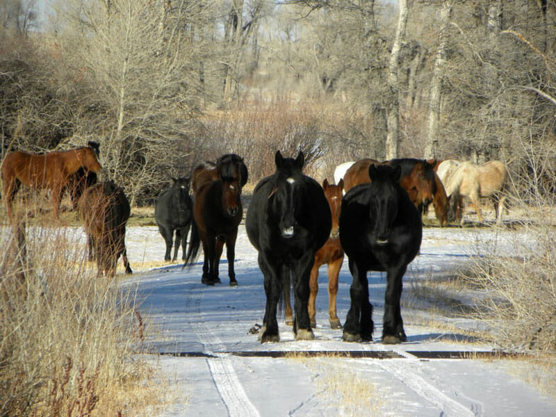 horses walking in the winter