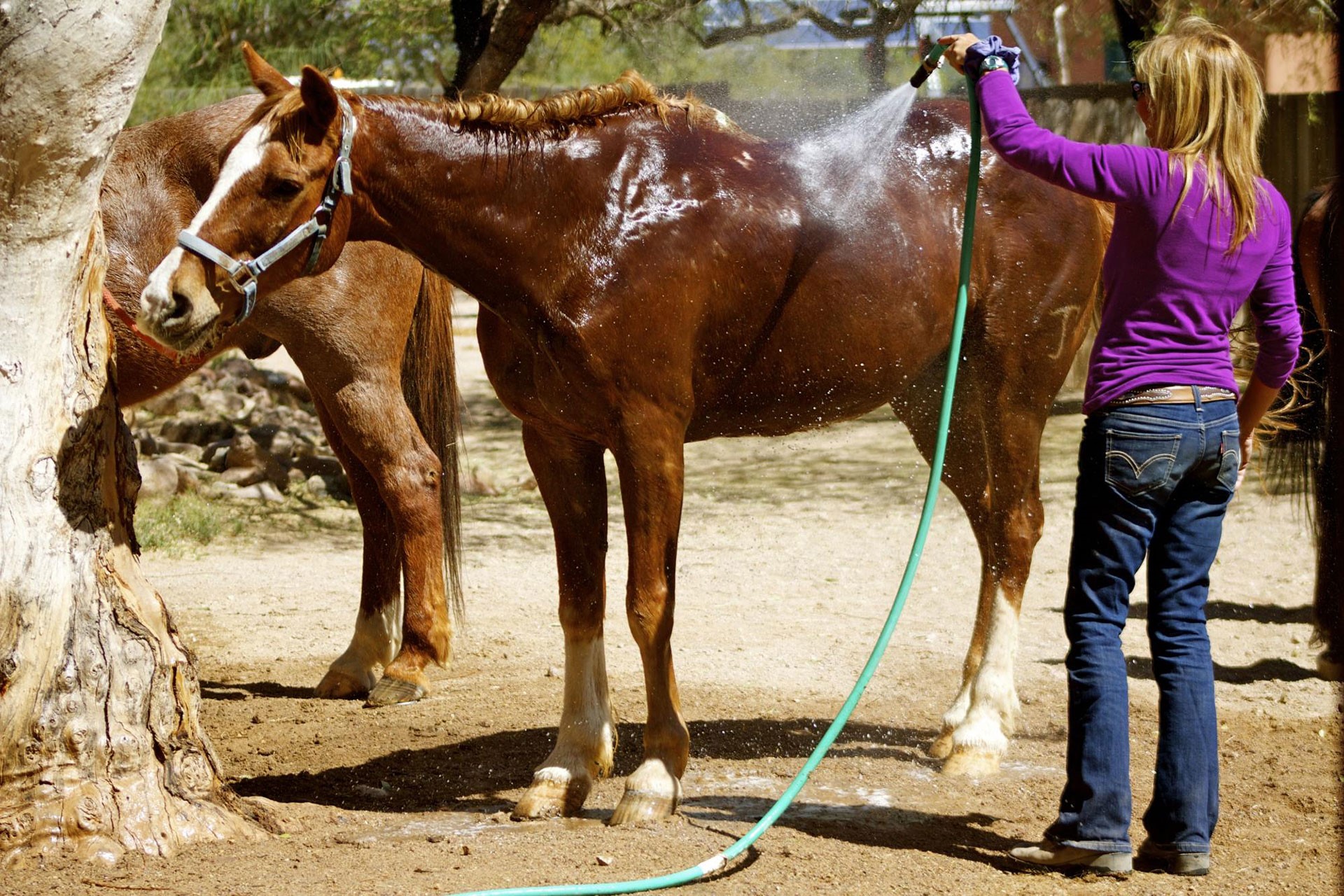 woman washing horse