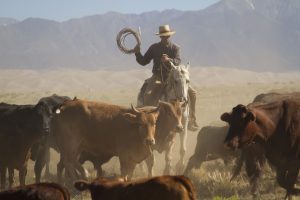 Bring Your Own Horse on a Zapata Ranch Cattle Drive