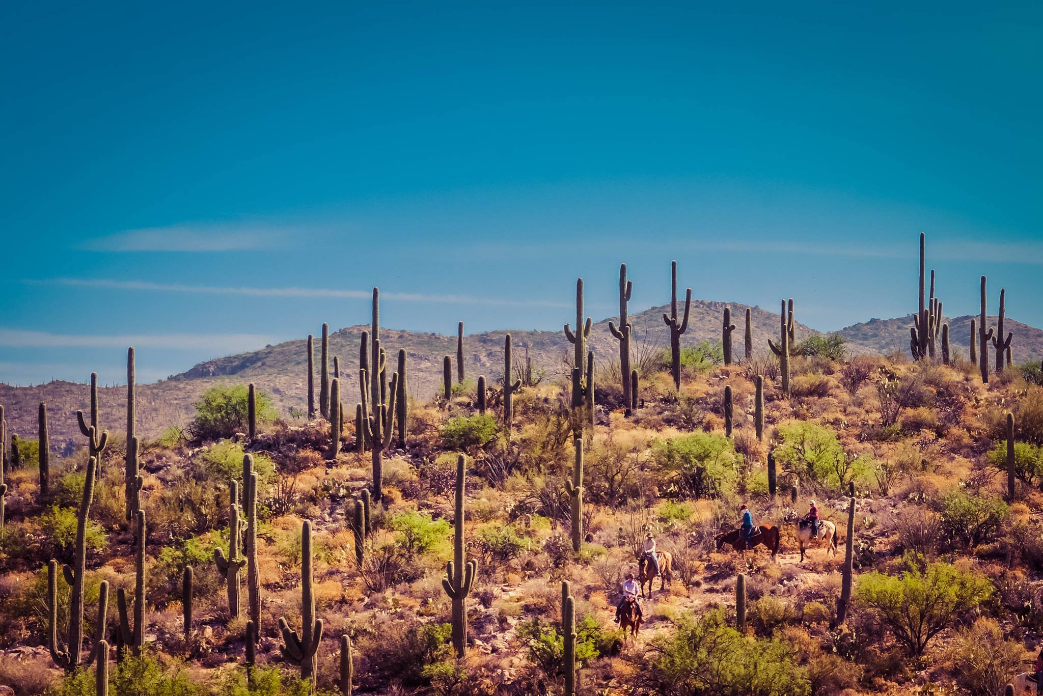 A cactus covered landscape with blue sky