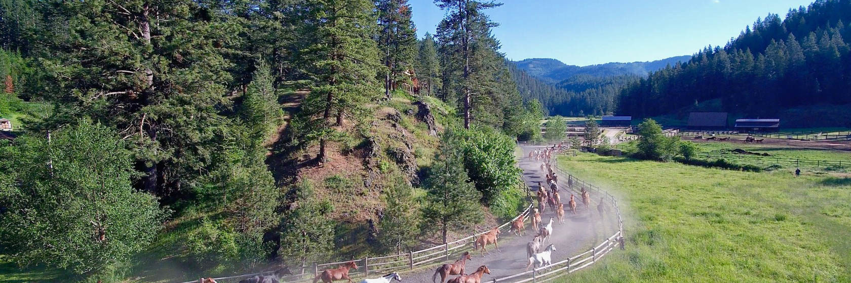Herd running