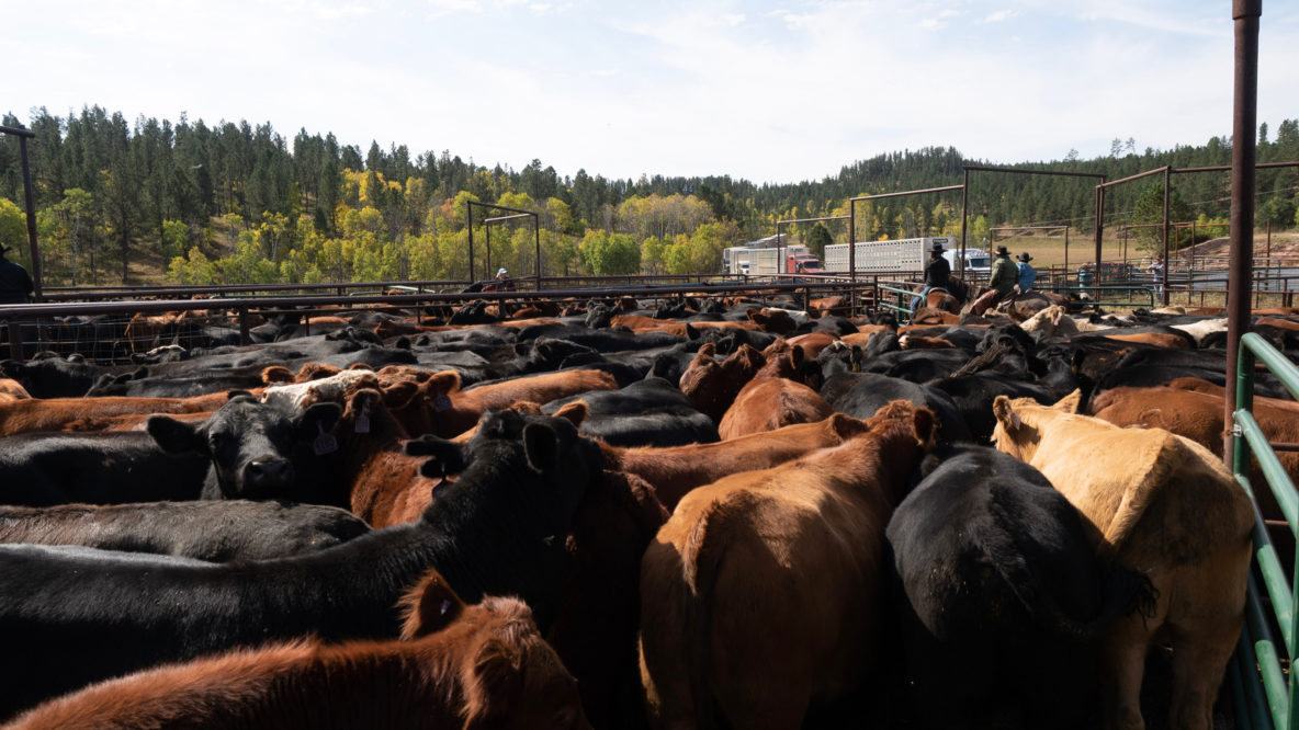 Kara Creek Cattle