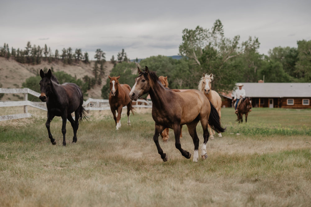 Horses running in field at Circle Bar Ranch