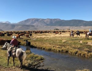 Hunewill Cattle Drive Fall