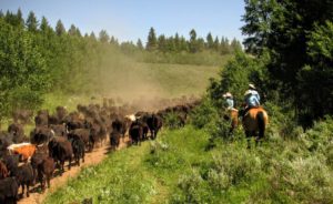 McGarry Ranches Cattle Drive 2