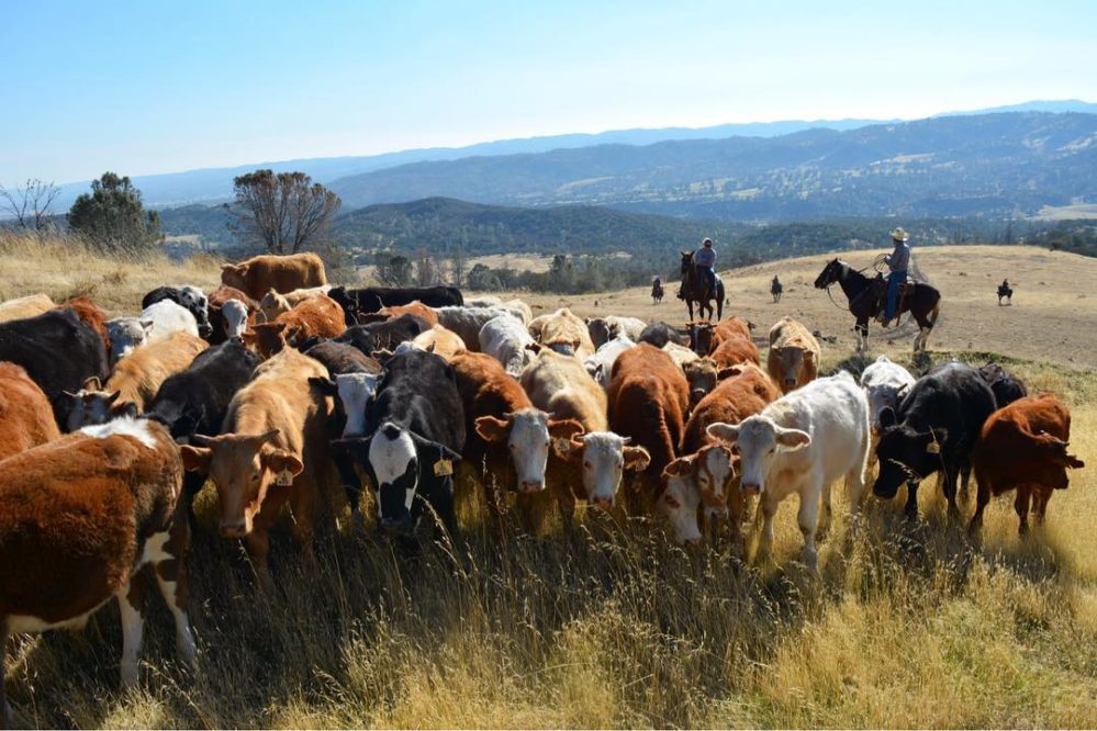 Discover the Cowboy in You This Year at a Working Cattle Ranch!