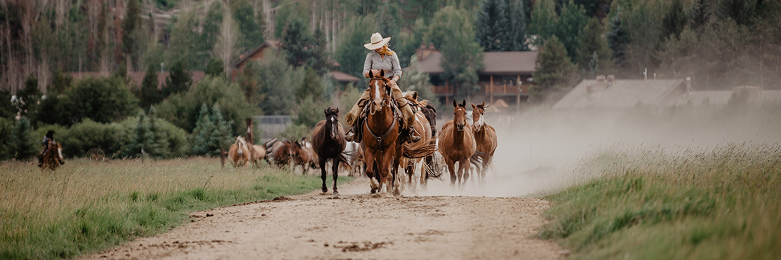 Horses running toward camera