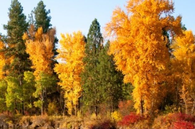 colorful trees near water