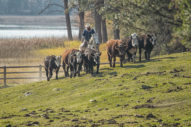 Bar W man on horse