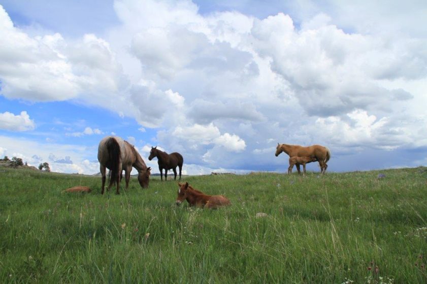 Powderhorn Ranch - The Dude Ranchers Association