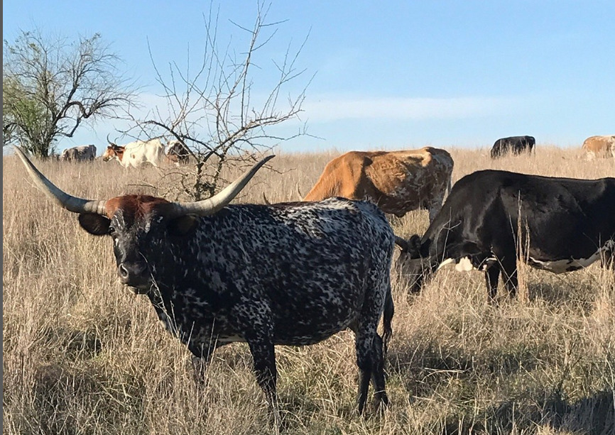 Dude Ranches In Texas The Dude Ranchers Association