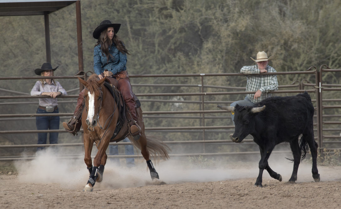 Rider in a pen with a bull