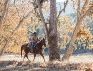 Person on a horse riding under a tree at Alisal Guest Ranch