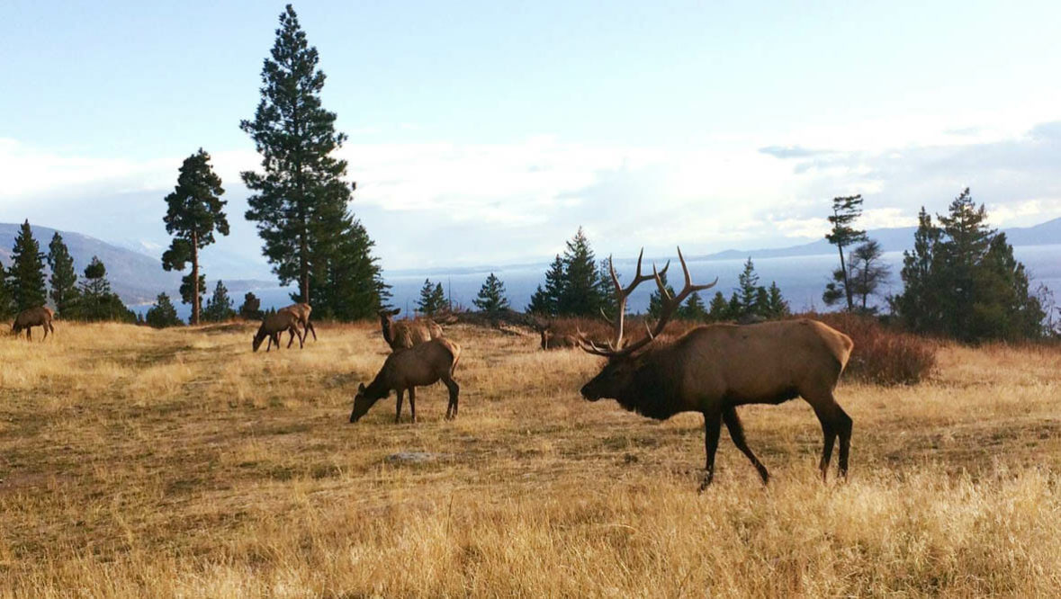 Elk bull and cows at Averills Ranch