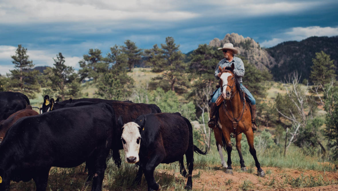 Cowboy driving cattle at Cherokee Park Ranch