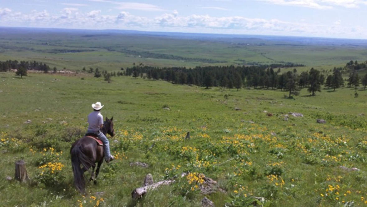 Cowboy in a field at Eatons' Ranch