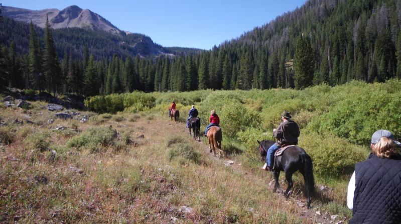 trail ride through green willows