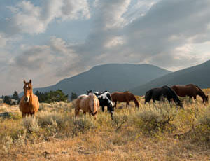 Horses grazing in a pasture at Hawley Mountain Guest Ranch