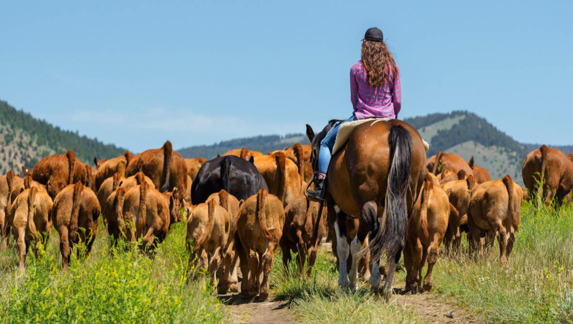Cowgirl driving cattle at Hidden Hollow Ranch