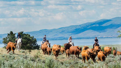 Cattle drive at Hidden Hollow Ranch