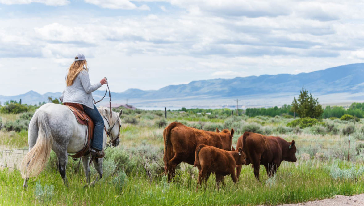 Cattle drive with Cowgirl at Hidden Hollow Ranch