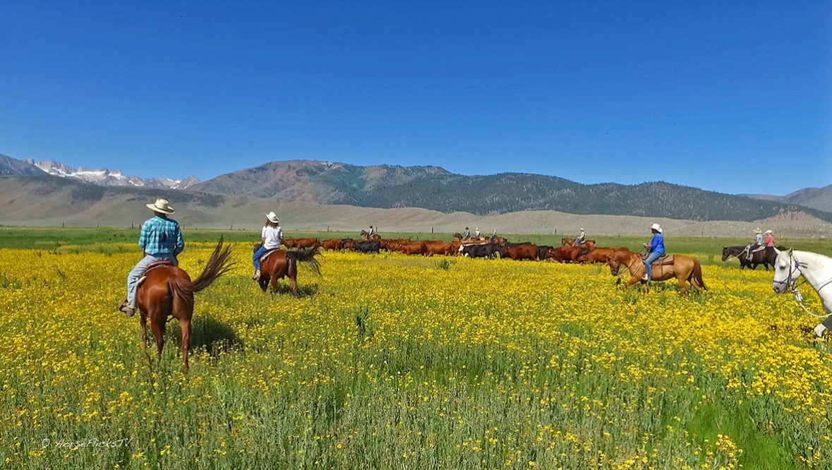 Hunewill Ranch Riders moving cows on horses through yellow field