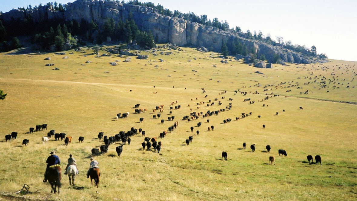 Cattle drive at Klondike Ranch