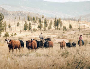 Cattle drive at Lost Valley Ranch