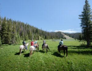 Medicine Bow Ride through Field