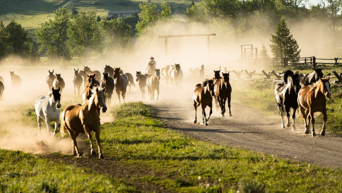 Gather of horses running at Parade Rest Ranch