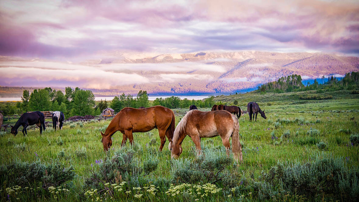 Horses grazing at Parade Rest Ranch