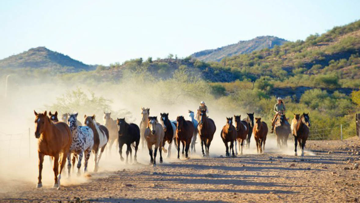 Gather of horses running at Rancho de los Caballeros