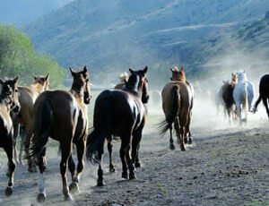 Gather of horses at Rocking Z Ranch
