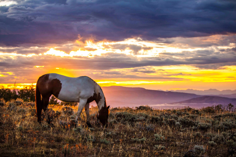 horse grazing at twighlight