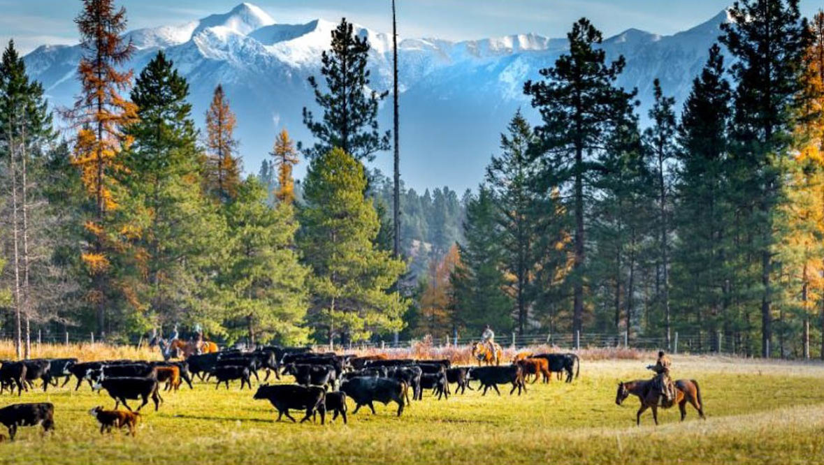 Three Bars Ranch cattle drive