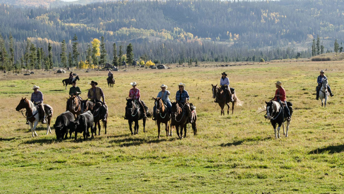 Vista Verde Cattle Drive