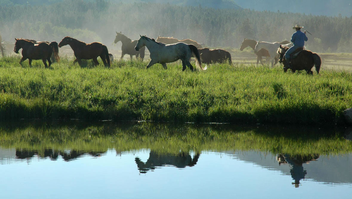 Vista Verde horses by a creek