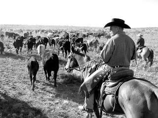 cattle drive
