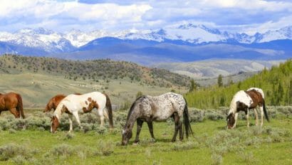 c u lazy ranch horses