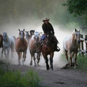Bar Lazy J Work at a dude ranch