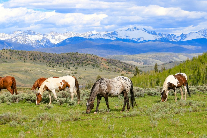 Horseback riding packing tips Horseback riding packing tips